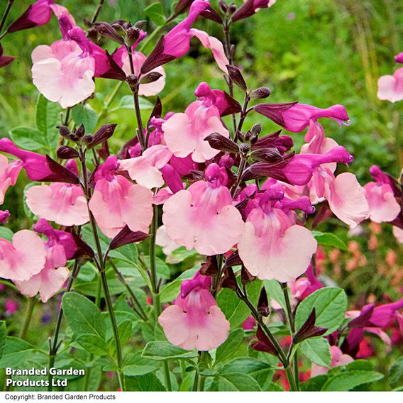 Salvia Melba Magic™ 'Peach'