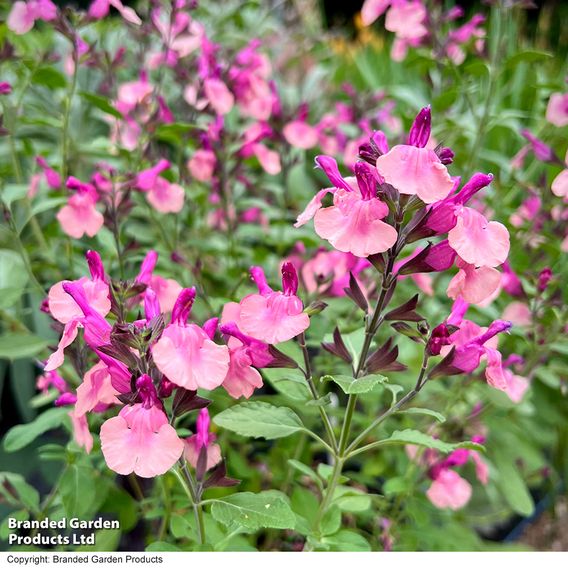 Salvia Melba Magic™ 'Peach'