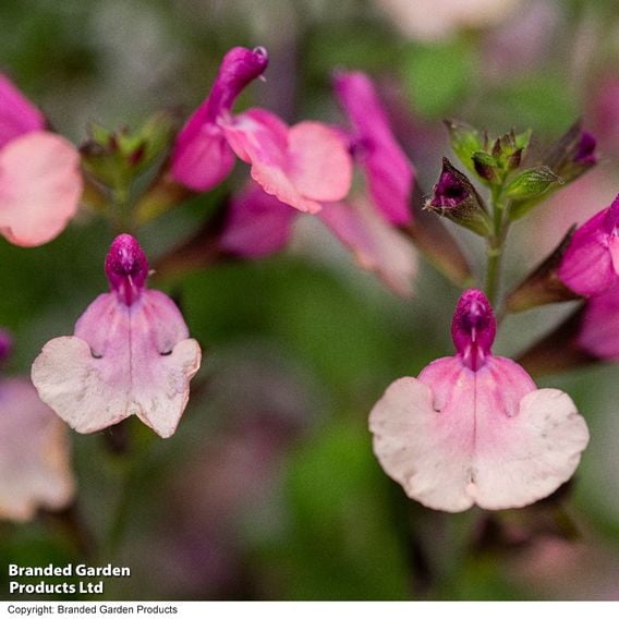 Salvia Melba Magic™ 'Peach'