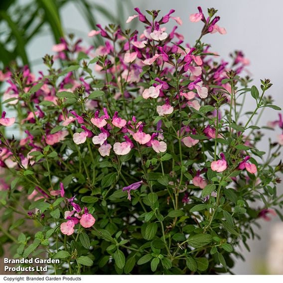 Salvia Melba Magic™ 'Peach'