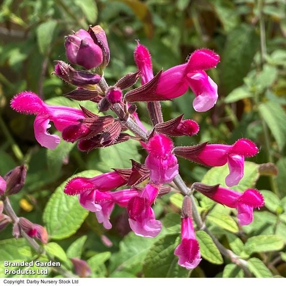 Salvia hybrida 'Pink Mulberry'
