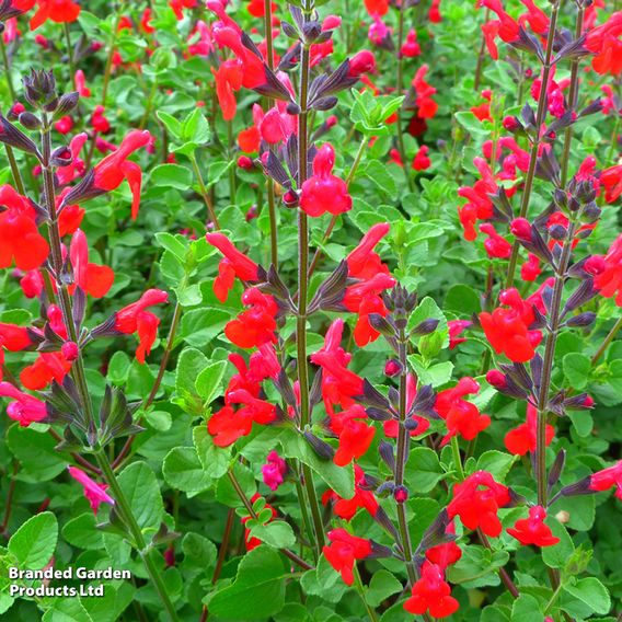 Salvia greggii 'Red Swing'