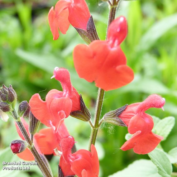 Salvia greggii 'Red Swing'
