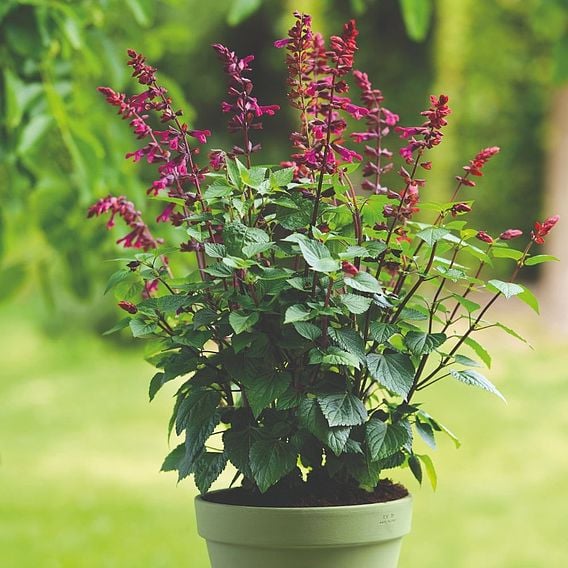 Salvia 'Strawberry Lake'
