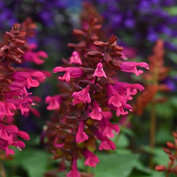 Salvia 'Strawberry Lake'