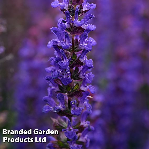 Salvia nemorosa 'Salvatore Deep Blue'