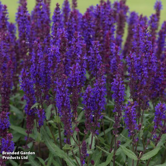 Chelsea Flower Show Plant Bundle