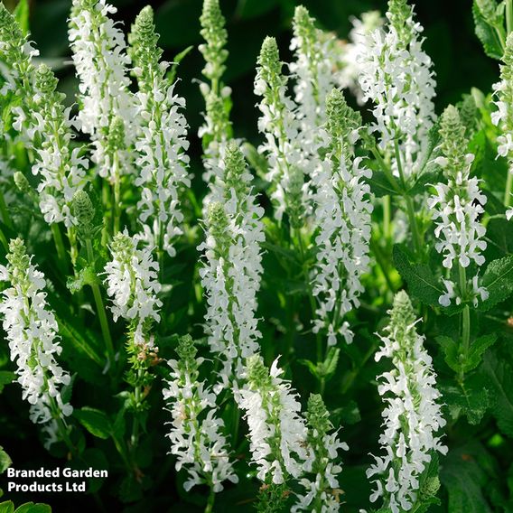 Salvia x superba 'Snow Hills'