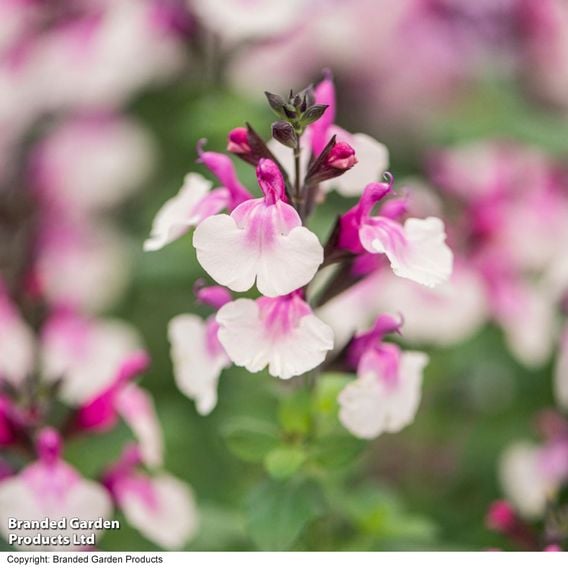 Salvia 'Melba Magic™ 'Strawberry'