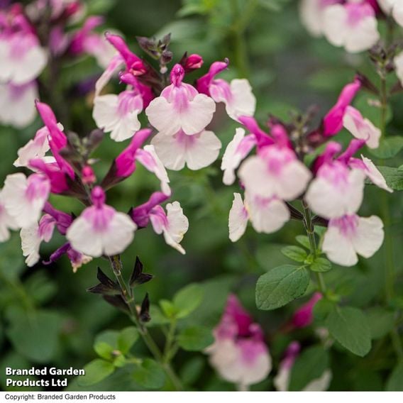 Salvia 'Melba Magic™ 'Strawberry'