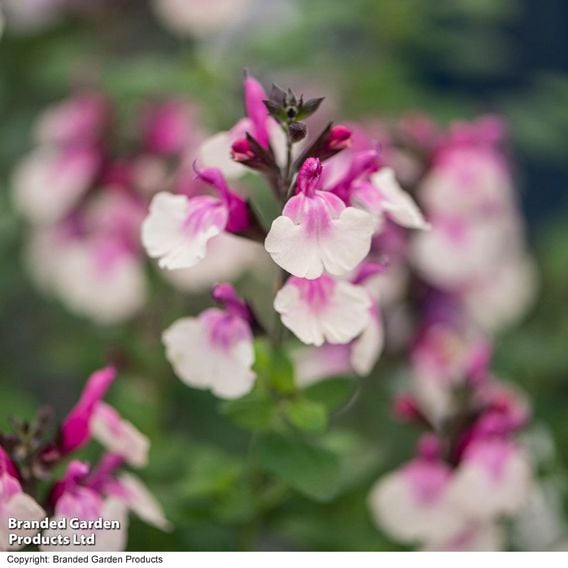 Salvia 'Melba Magic™ 'Strawberry'