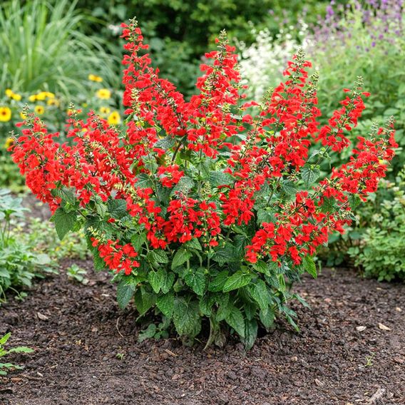 Salvia coccinea 'Super Red'