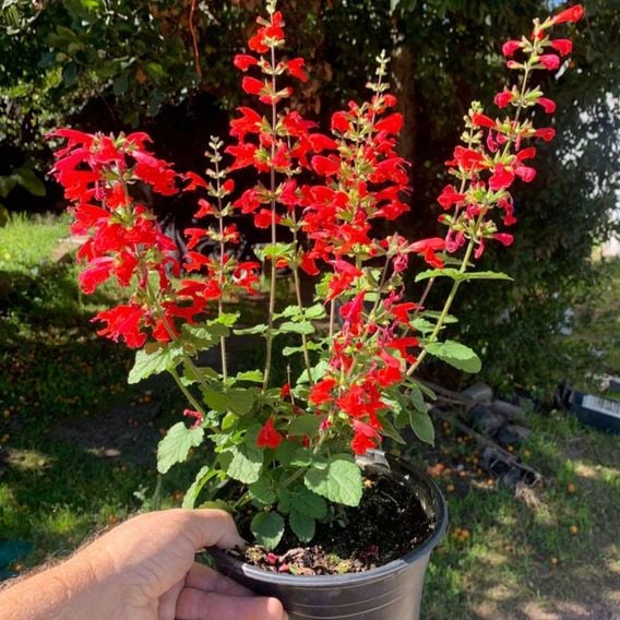 Salvia coccinea 'Super Red'