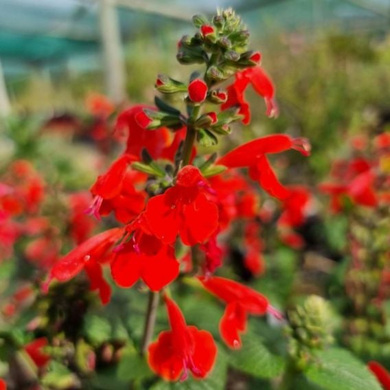 Salvia coccinea 'Super Red'