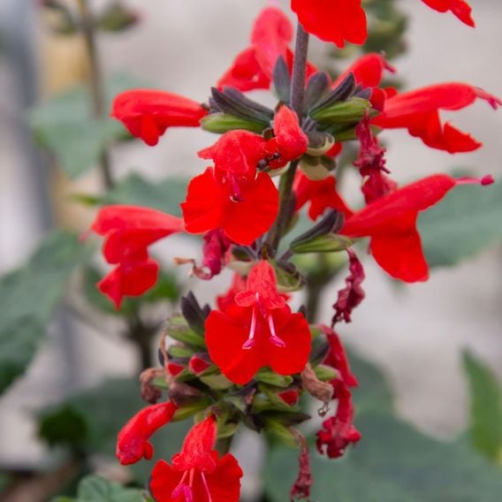 Salvia coccinea 'Super Red'