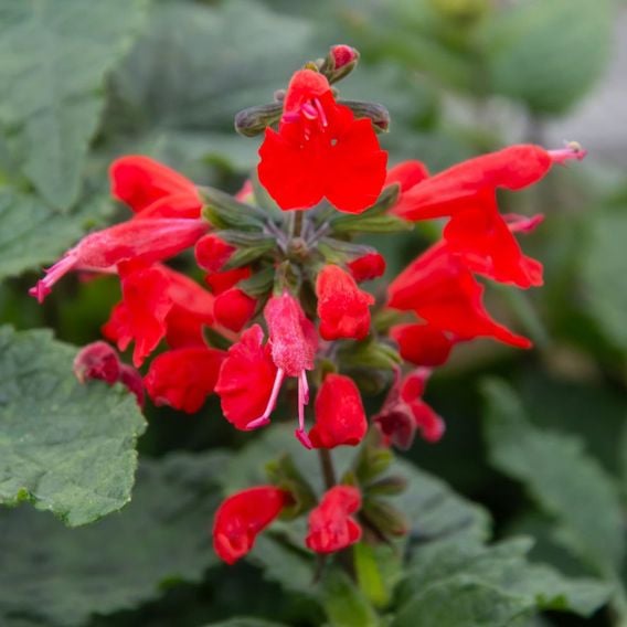 Salvia coccinea 'Super Red'