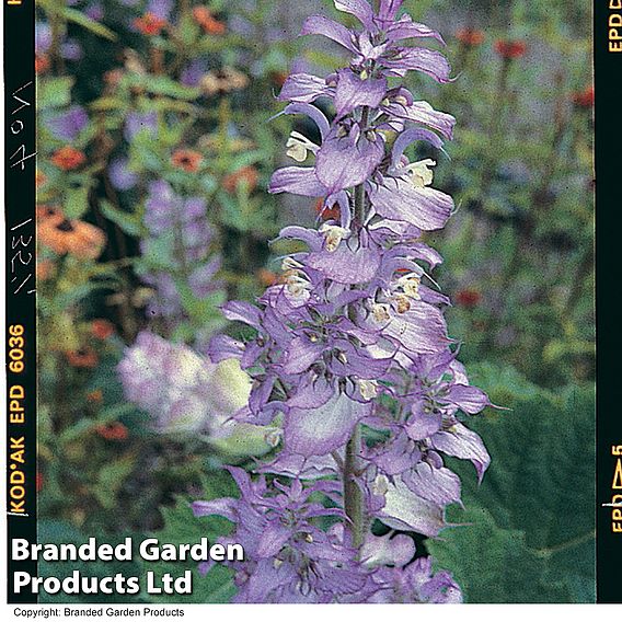 Salvia sclarea var. turkestanica 'Alba'