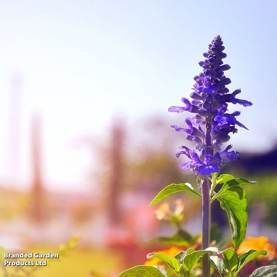 Salvia 'Farinacea Victoria' - Seeds
