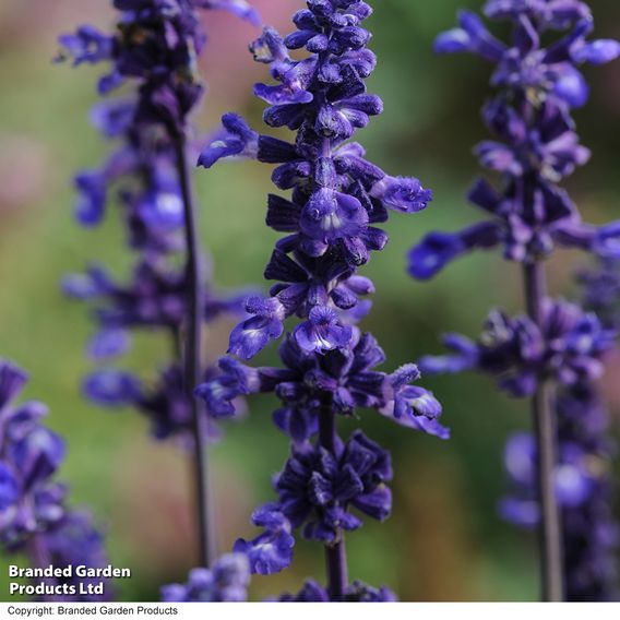 Salvia 'Farinacea Victoria' - Seeds