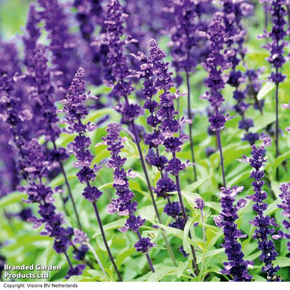 Salvia 'Farinacea Victoria' - Seeds