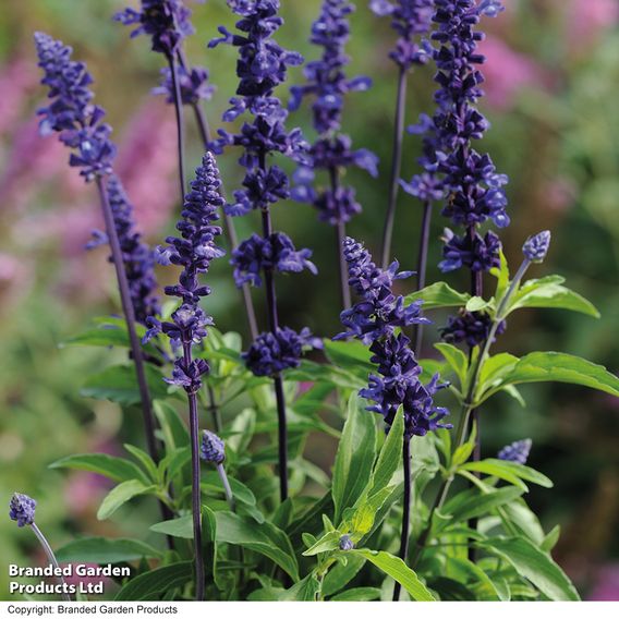 Salvia 'Farinacea Victoria' - Seeds