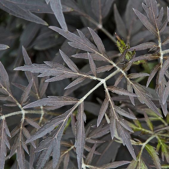 Sambucus nigra f. porphyrophylla 'Black Lace'
