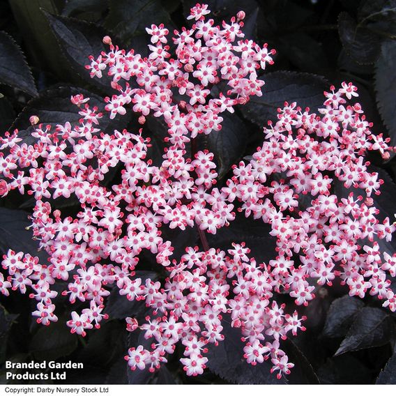 Sambucus nigra f. porphyrophylla 'Black Beauty'