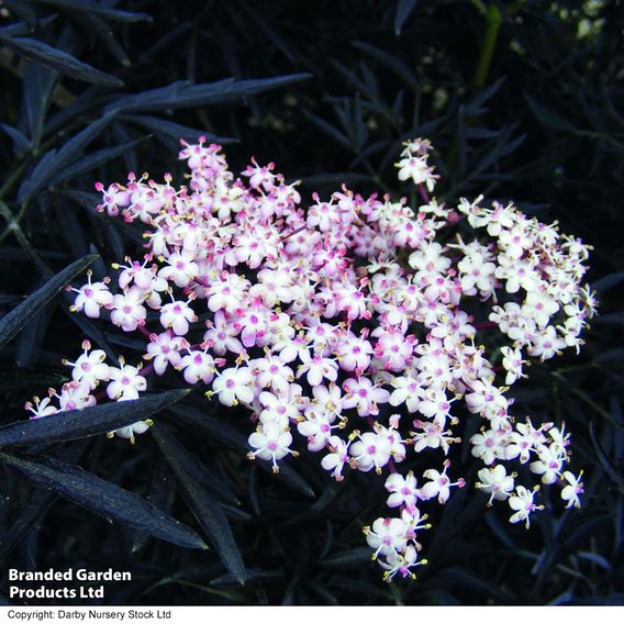 Sambucus nigra f. porphyrophylla 'Black Beauty'