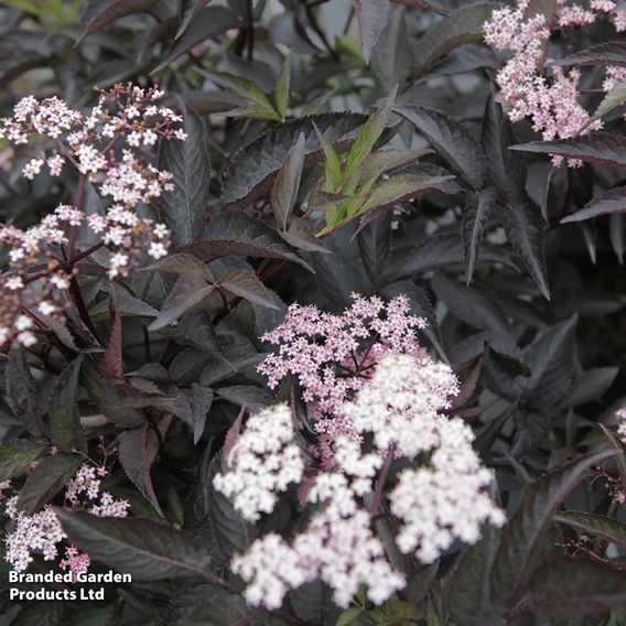 Sambucus nigra f. porphyrophylla 'Black Beauty'