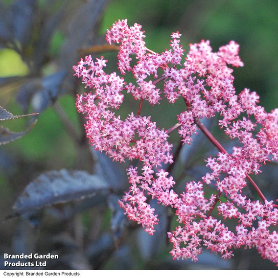 Sambucus nigra f. porphyrophylla 'Black Beauty'