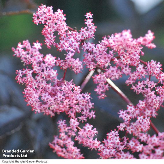 Sambucus nigra f. porphyrophylla 'Black Beauty'