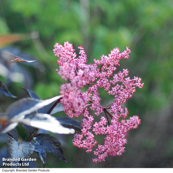 Sambucus nigra f. porphyrophylla 'Black Beauty'