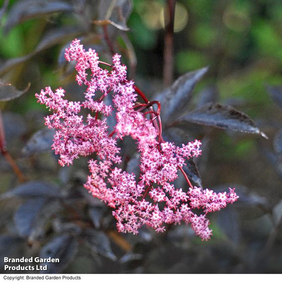 Sambucus nigra f. porphyrophylla 'Black Beauty'