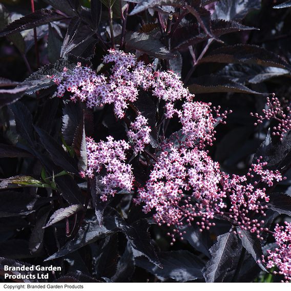 Sambucus nigra f. porphyrophylla 'Black Beauty'