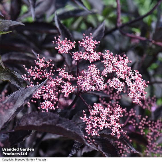 Sambucus nigra f. porphyrophylla 'Black Beauty'