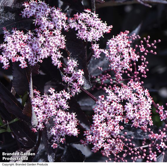 Sambucus nigra f. porphyrophylla 'Black Beauty'