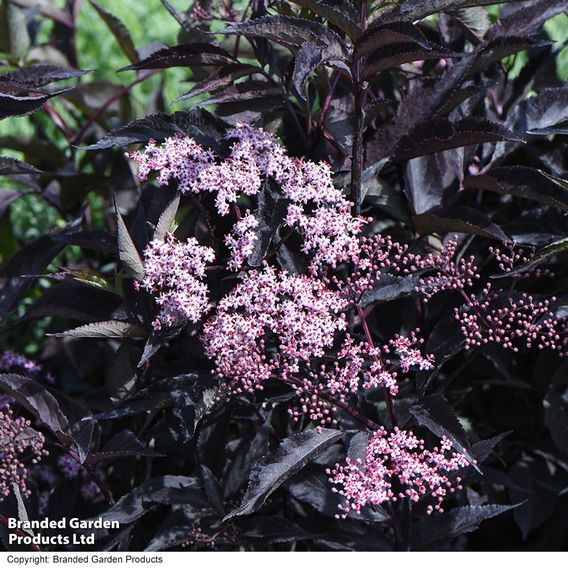 Sambucus nigra f. porphyrophylla 'Black Beauty'