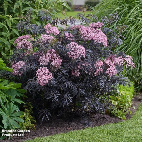 Sambucus nigra 'Cherry Lace'