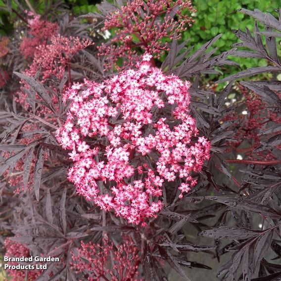 Sambucus nigra 'Cherry Lace'
