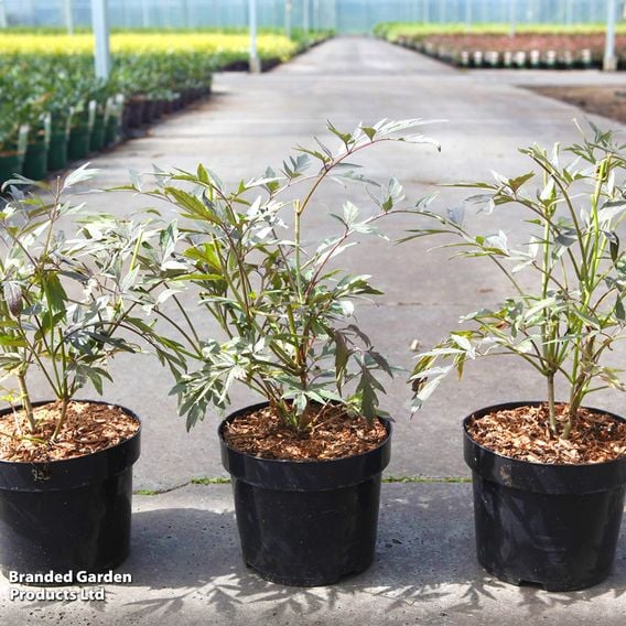 Sambucus nigra 'Cherry Lace'