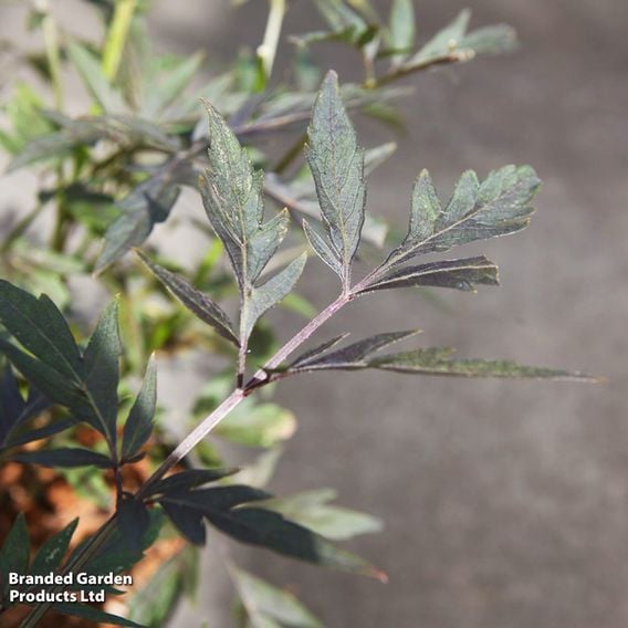 Sambucus nigra 'Cherry Lace'
