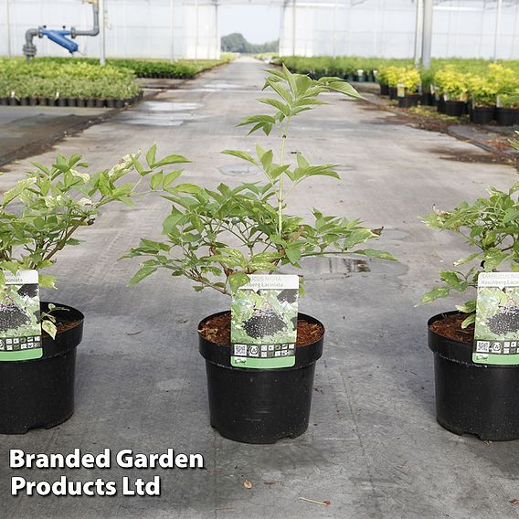 Sambucus nigra 'Haschberg'