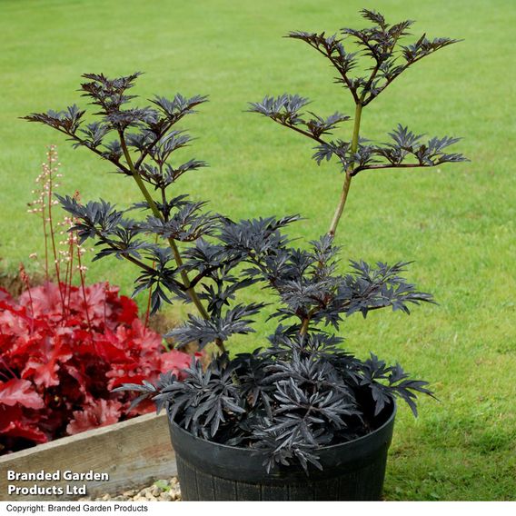 Sambucus nigra 'Laced Up'