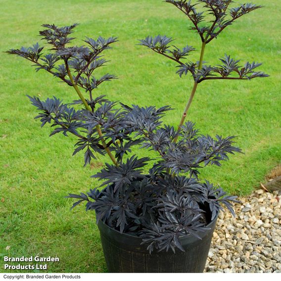 Sambucus nigra 'Laced Up'