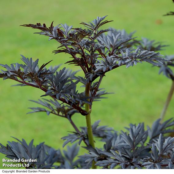 Sambucus nigra 'Laced Up'