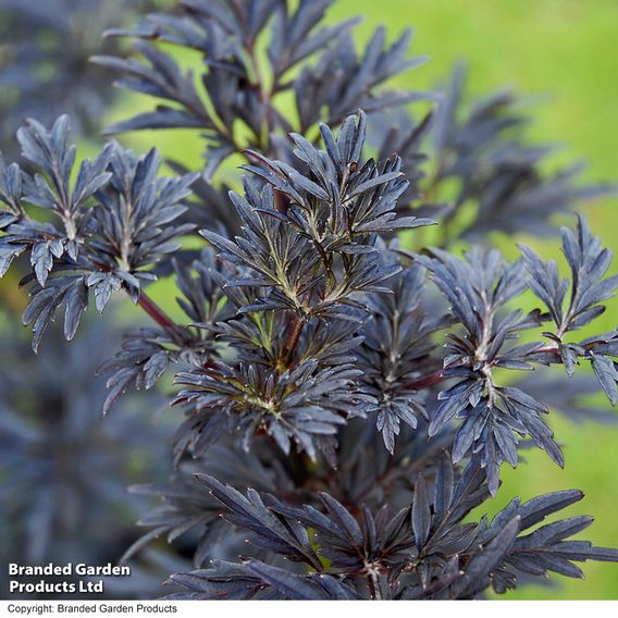 Sambucus nigra 'Laced Up'