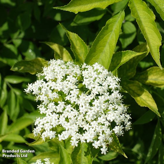 Elderberry (Hedging)