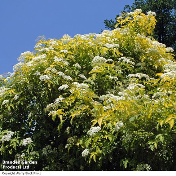 Elderberry (Hedging)