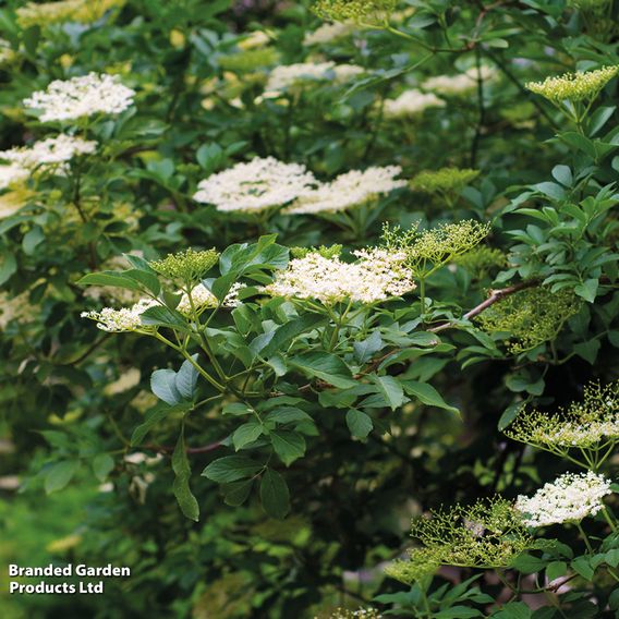 Elderberry (Hedging)