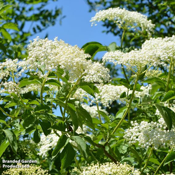 Elderberry (Hedging)